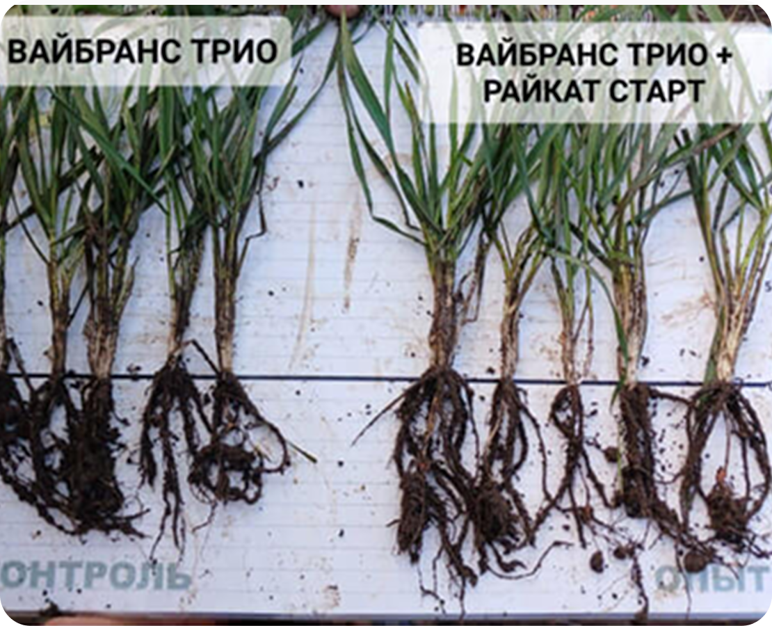 Ставропольский край